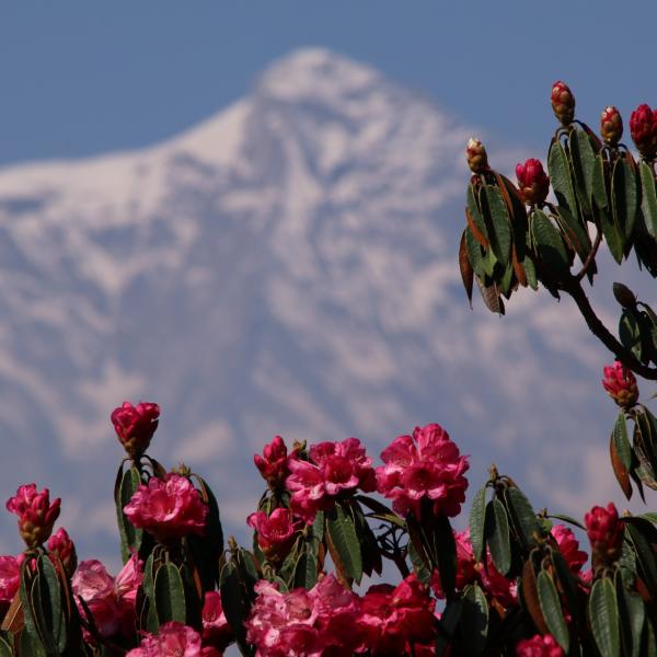 nepal-trekking-everest-base-camp